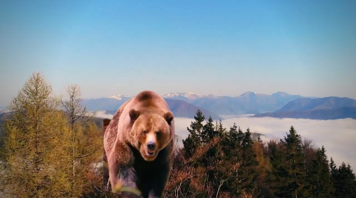 Stretnutie s medveďom na turistike